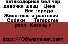 патиколорная бел/чер девочка шпиц › Цена ­ 15 000 - Все города Животные и растения » Собаки   . Татарстан респ.,Казань г.